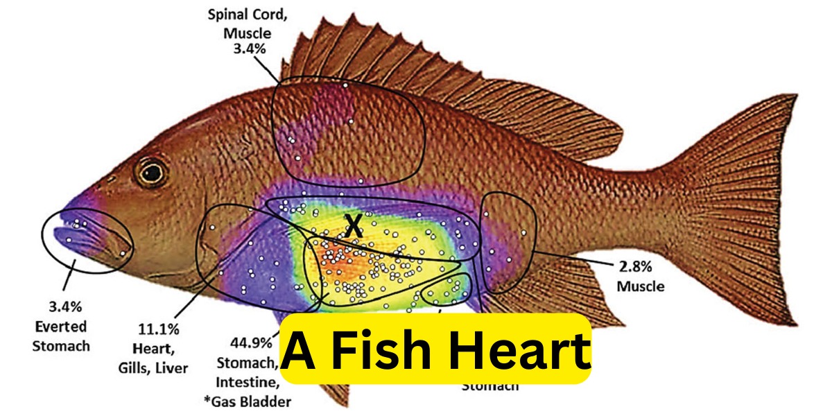A Fish Heart:
