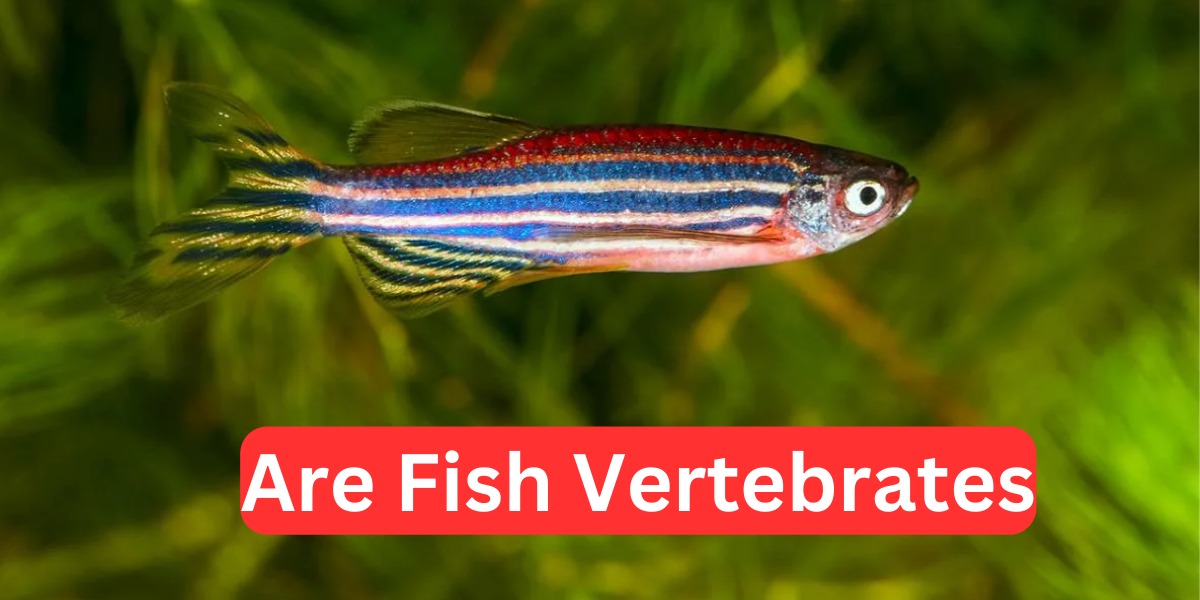 Are Fish Vertebrates: